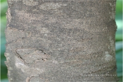 Lepisanthes rubiginosa